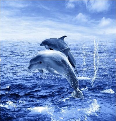 Штора д/ван "ZALEL" ФОТОПРИНТ 180х180 Two dolphins с кольцами